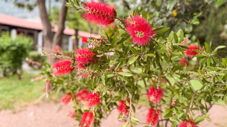 A 'Red Cascade' bottlebrush tree is in bloom.