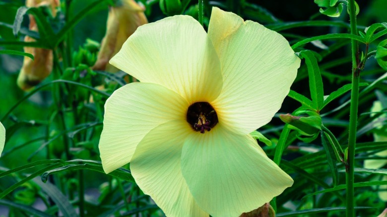 A blooming yellow sunset muskmallow flower with green foliage.
