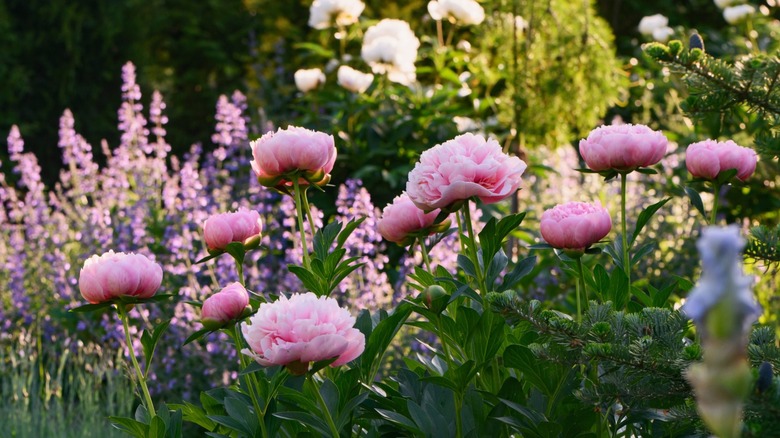 A variety of colorful perennial flowers blooming.