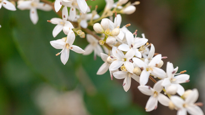 Small flowers on a yaupon holly tree