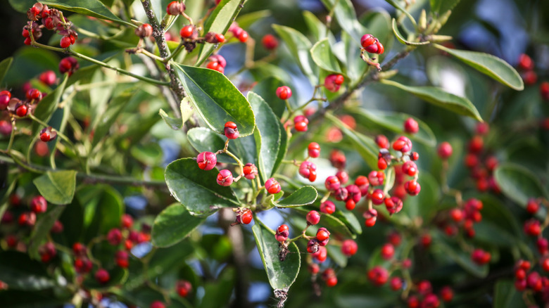 Red berries on a yaupon holly tree