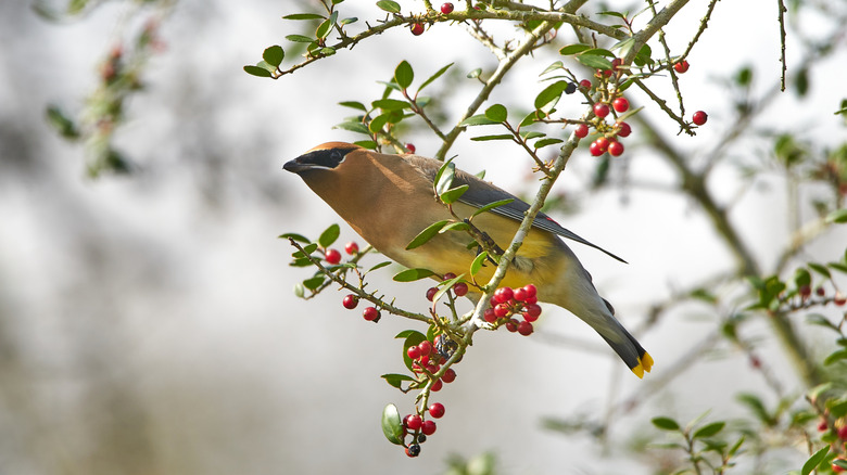 Yellow bird sitting in a yaupon holly tree