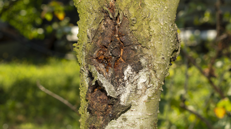 A tree trunk with obvious disease symptoms.