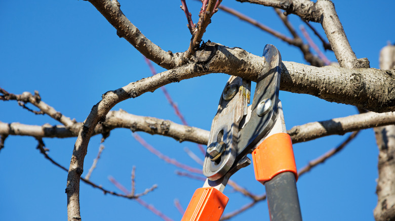 A pair of loppers cuts through the branch of a tree without leaves.