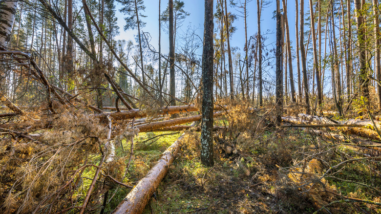 A forest with many toppled trees.