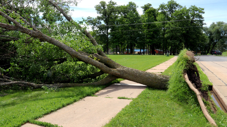 A shallow-rooted tree that has been uprooted in a storm.