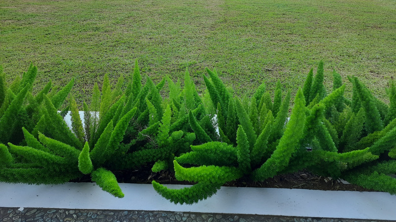 Foxtail ferns growing in a border bed