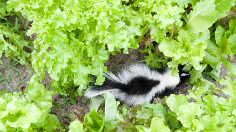 Baby skunk eating garden lettuce 