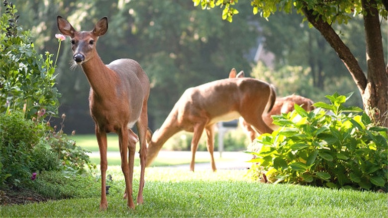 Deer visiting home garden