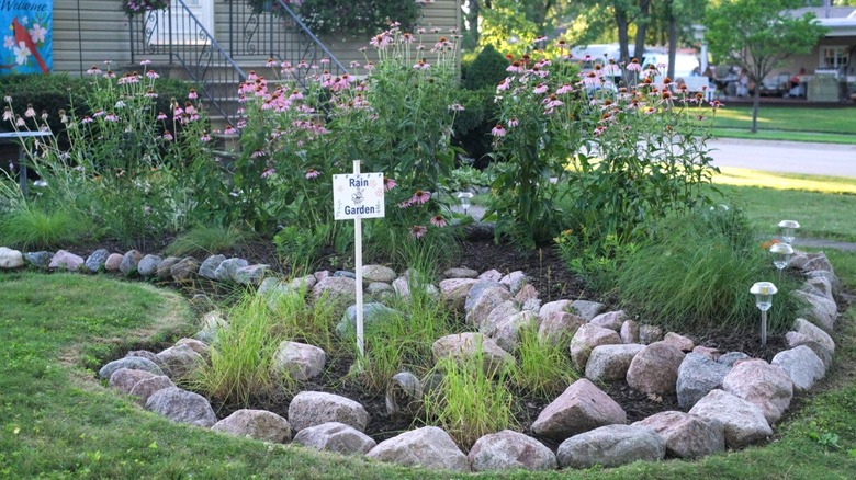 A landscaped area in front of a home features a sign that reads "Rain Garden" and a curved edging made of boulders surrounding grasses and purple coneflowers.