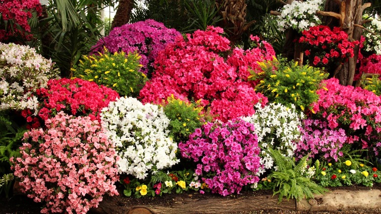 Multi-colored azalea bushes