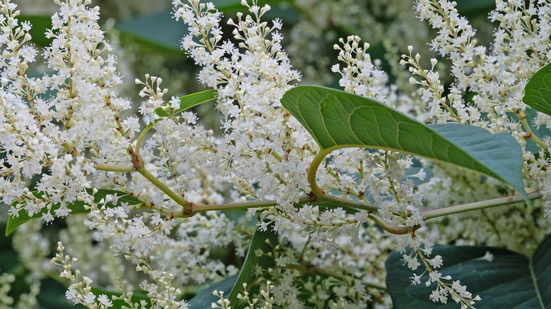 Flowering Japanese knotweed