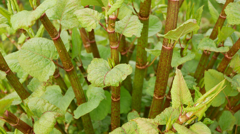 Stalks of Japanese knotweed growing