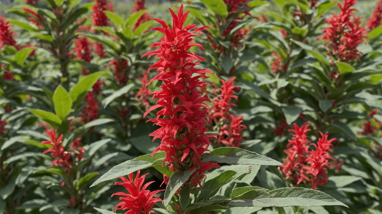 Close-up of red pineapple sage flowers
