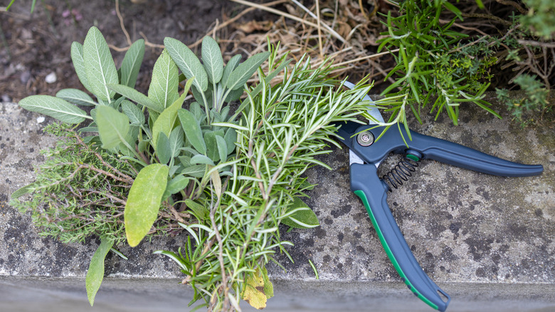 Freshly cut herbs and pruners