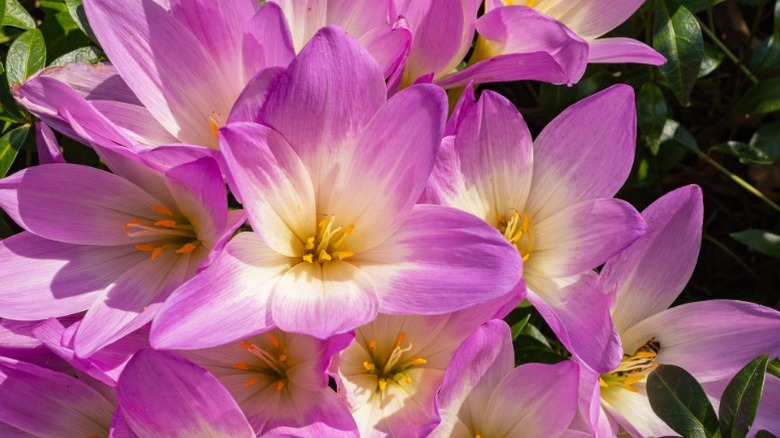 Autumn crocus grows in the garden.