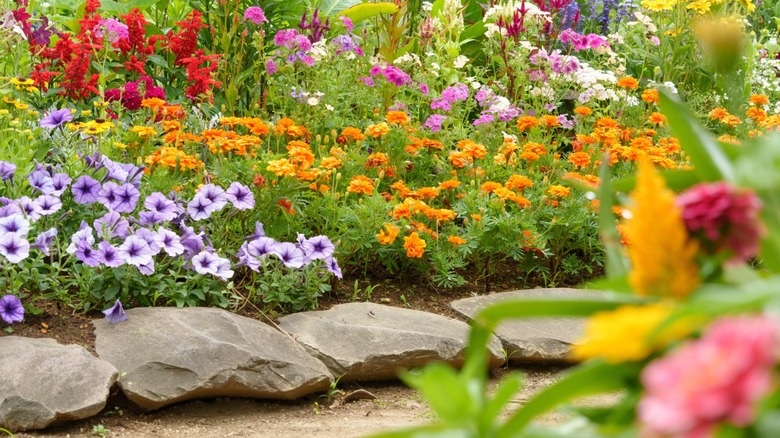 Variety of colorful flowers in a garden bed.