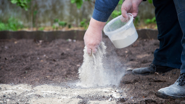 a person adding lime to soil to raise pH