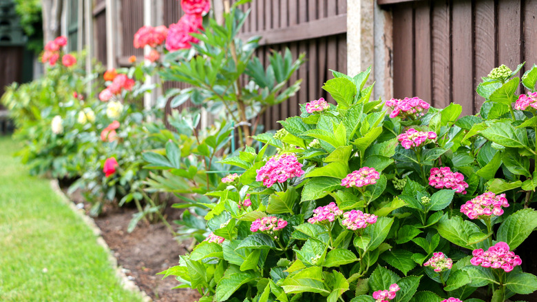 Hydrangea with vibrant blooms growing in a home