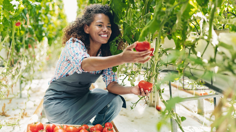 Woman picking ripe tomatoes