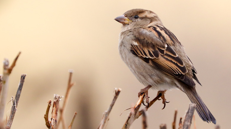 house sparrow