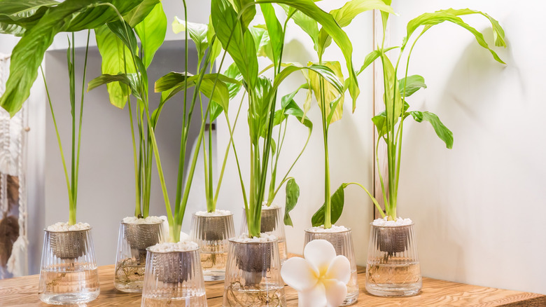 Peace lilies growing in water.