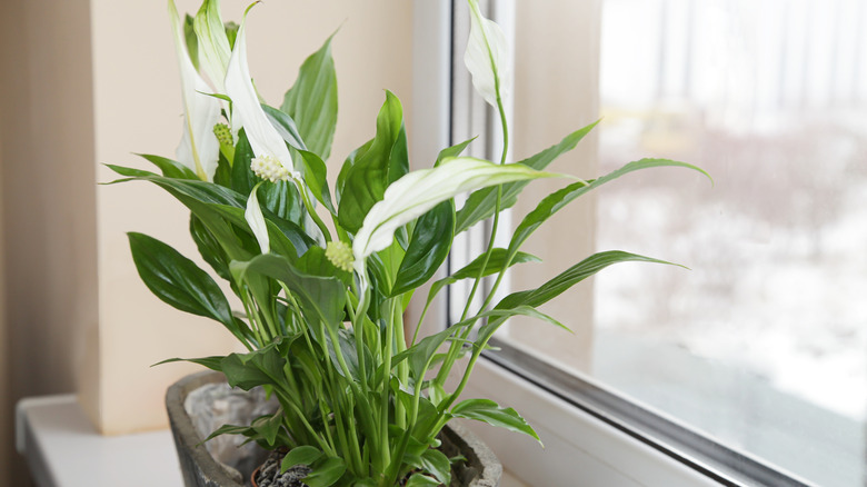 A peace lily sitting on a windowsill.