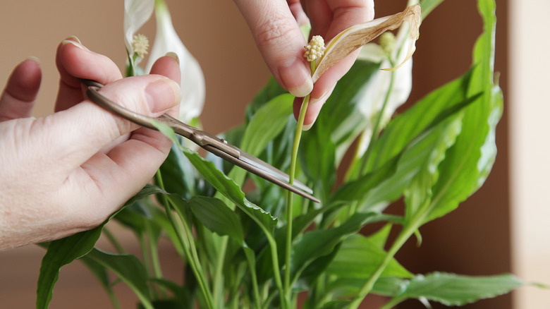Gardener cutting a peace lily flower.