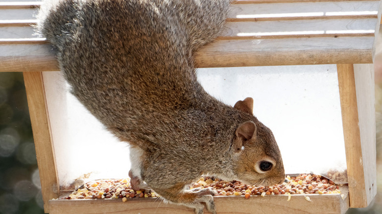 Squirrel on bird feeder