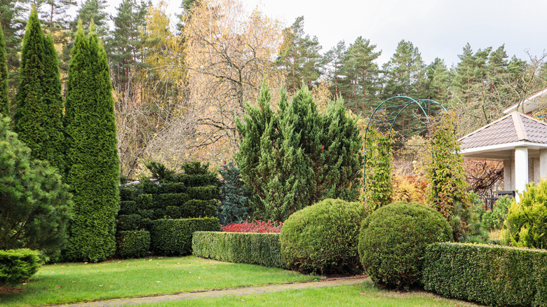 country garden with living hedge edging