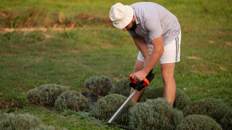 Two hands pruning small hedge in garden