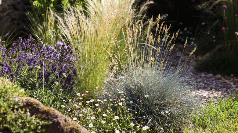 Tall ornamental grass and wildflowers in a small garden