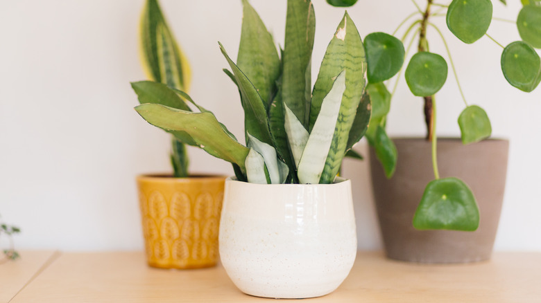 Moonshine snake plant in white pot