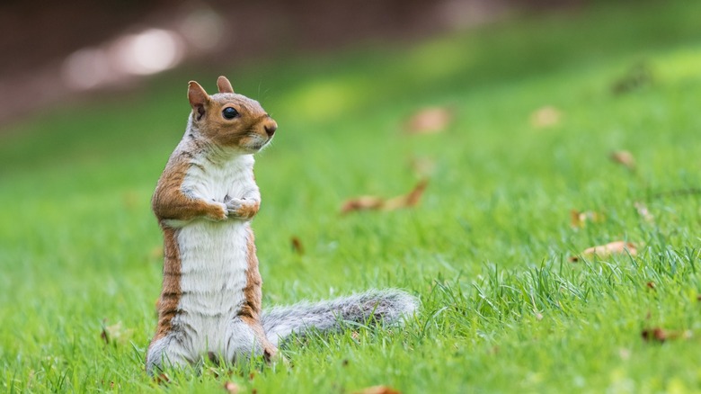A squirrel standing in an autumn yard