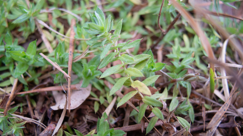 Skyseed, aka Chevreulia acuminata, growing in a yard