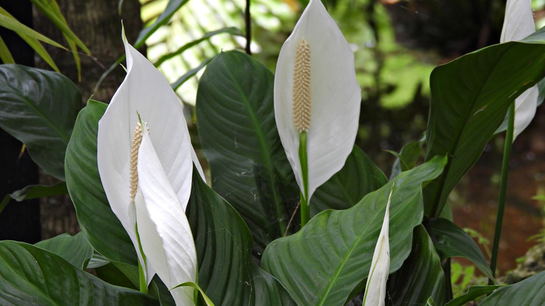 Close up of peace lily leaves and white flowers
