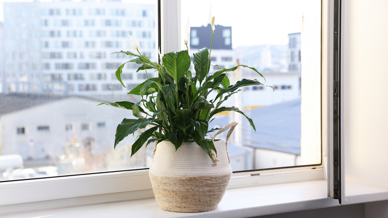 Peace lily in white basket on bright windowsill