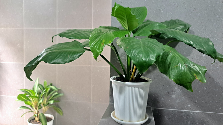 Peace lily in tiled bathroom