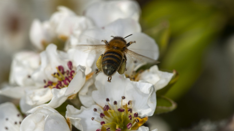 A bee gathering nectar from some pear tree blossoms