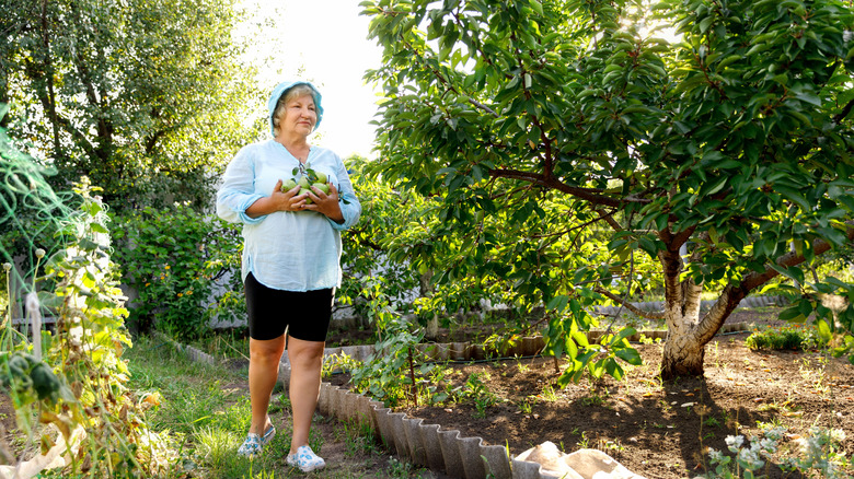 A gardener cradling some freshly harvested pears from her pear tree