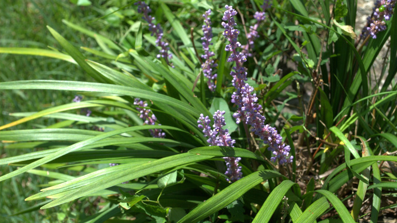 A clear shot of a flowering liriope muscari plant from above.