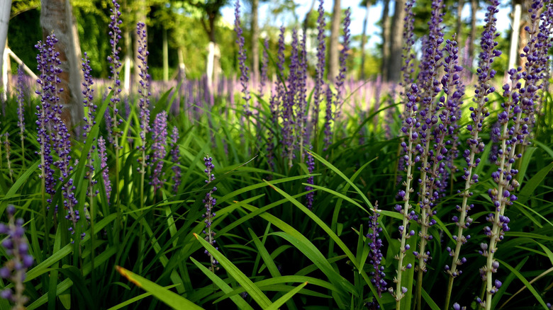The purple flowers of liriope muscari are visible in the foreground of a forested, shady area.