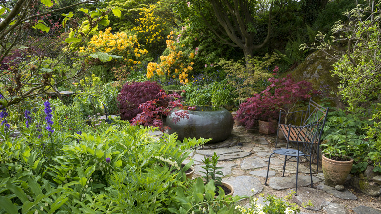 A variety of plants grow alongside a walkway in a shady garden.