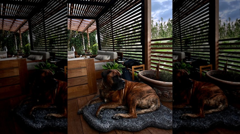 dog sitting in screened in fenced-in patio space on dog bed