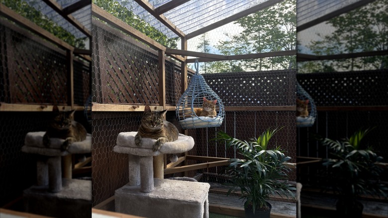 cats sitting on cat tree and swing inside fenced-in catio