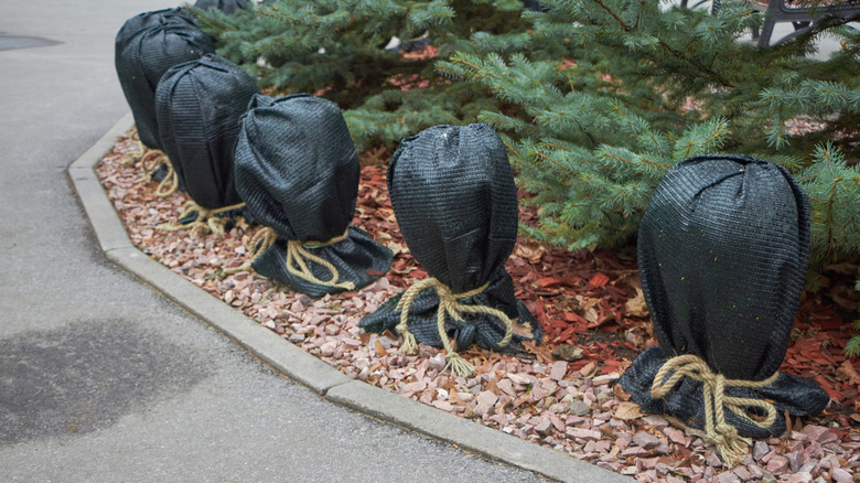 plants with protective insulation covers for the cold