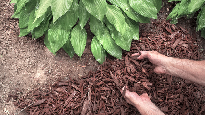 person putting mulch around plants