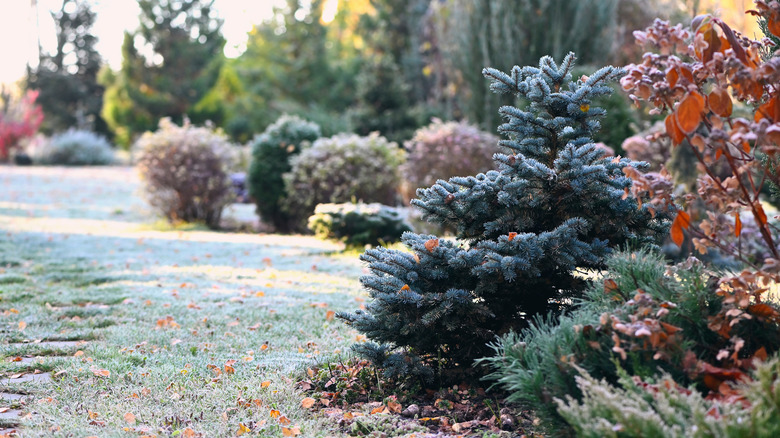 various plants cold with snow