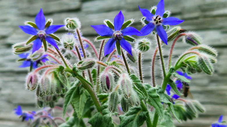 borage