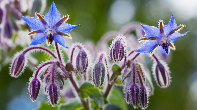 borage plants growing and blooming